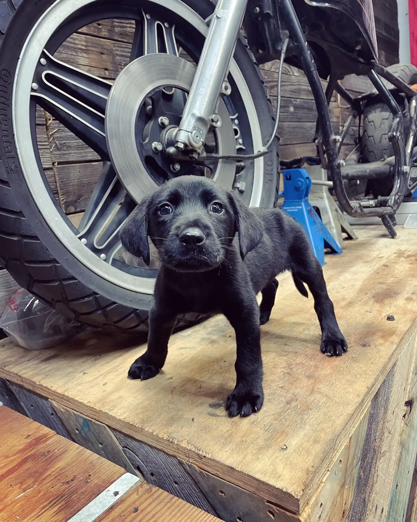 Black puppy standing beside a motorcycle